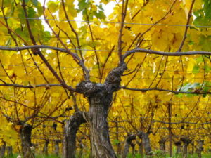 Yellow leaved grape vines at winery